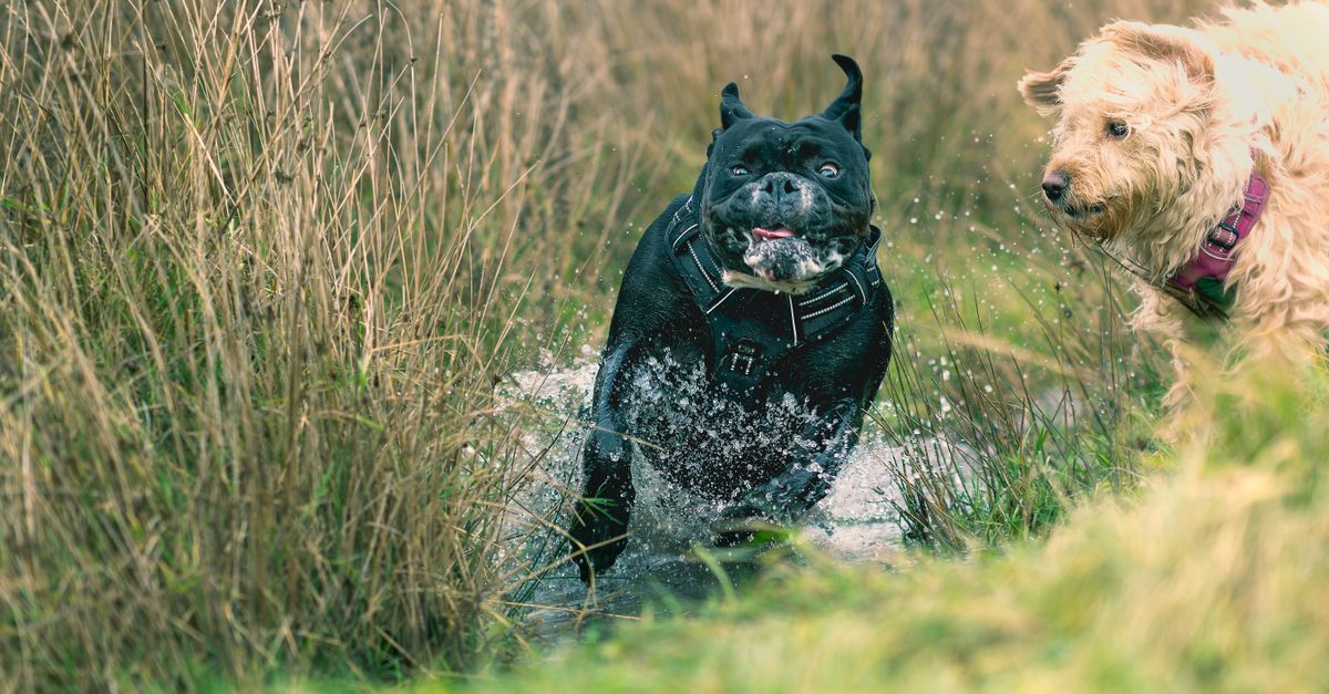 découvrez les bienfaits de courir avec votre chien, une activité ludique qui renforce votre complicité tout en améliorant votre forme physique.
