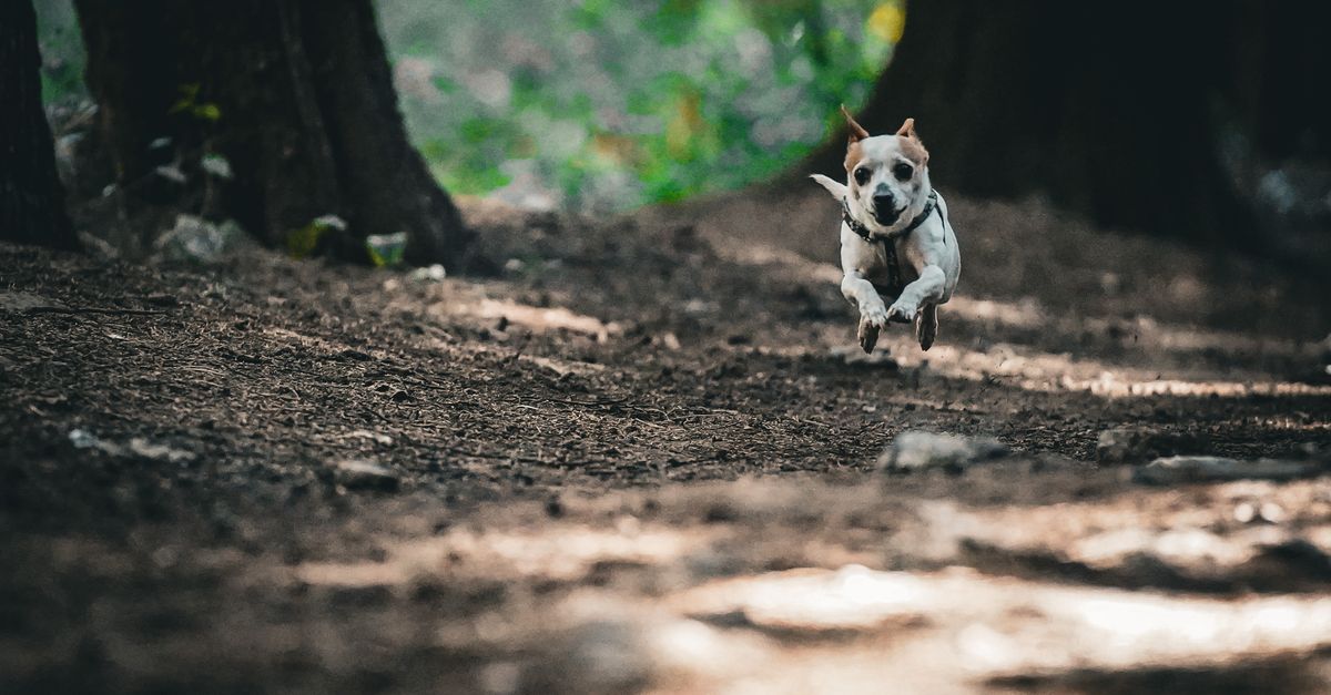 découvrez les bienfaits et conseils pour courir avec votre chien en toute sécurité et plaisir.