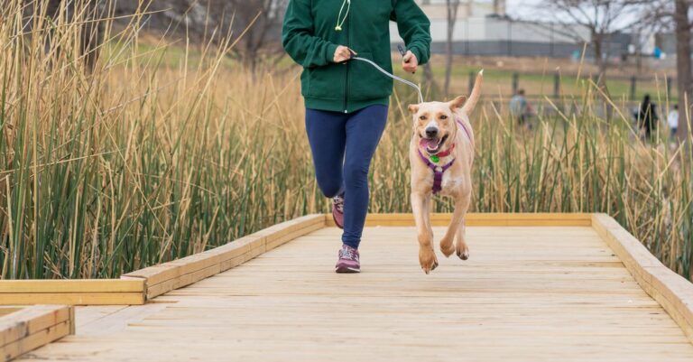 découvrez les bienfaits de courir avec votre chien pour renforcer votre complicité tout en restant en forme. conseils et astuces pour une course agréable et sécurisée avec votre compagnon à quatre pattes.