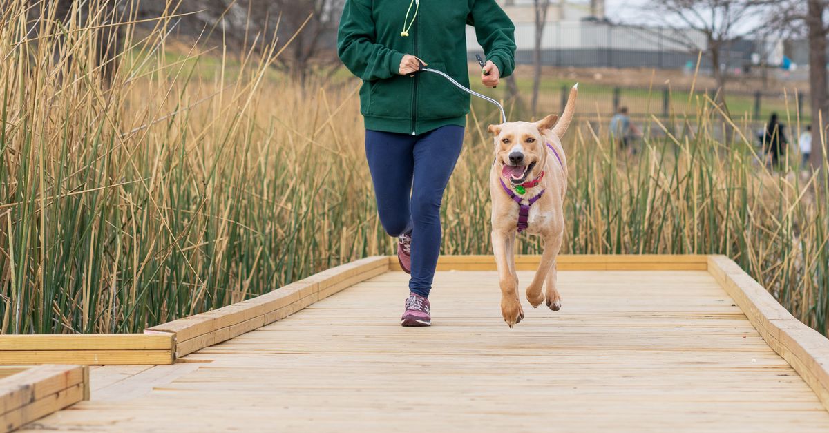 découvrez les bienfaits de courir avec votre chien pour renforcer votre complicité tout en restant en forme. conseils et astuces pour une course agréable et sécurisée avec votre compagnon à quatre pattes.